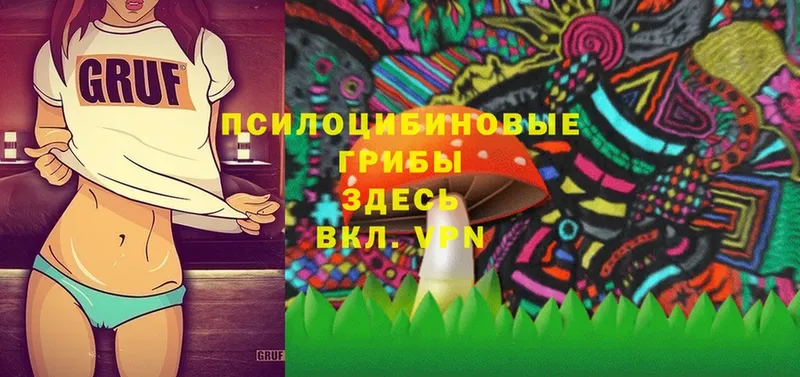 купить   Далматово  Галлюциногенные грибы Psilocybe 